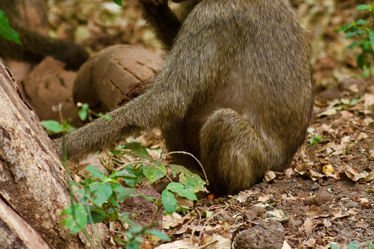 Arusha: 3-tägige Safari zum Tarangire und Lake Manyara National...