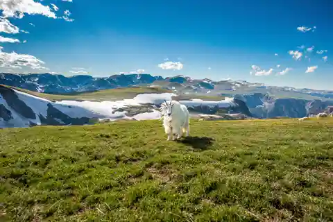 Beartooth Highway - Private Half-Day Tour