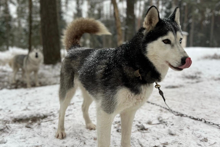 Husky sleeën &amp; Uitzicht op het bos: Onvergetelijk avontuur in Riga