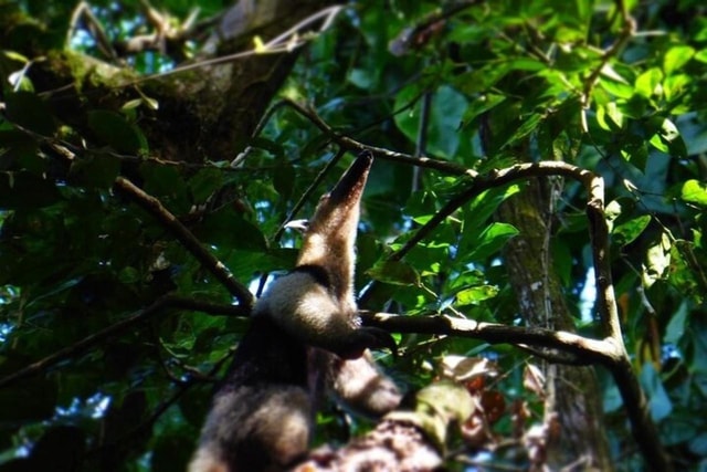 Tortuguero: Avondtour