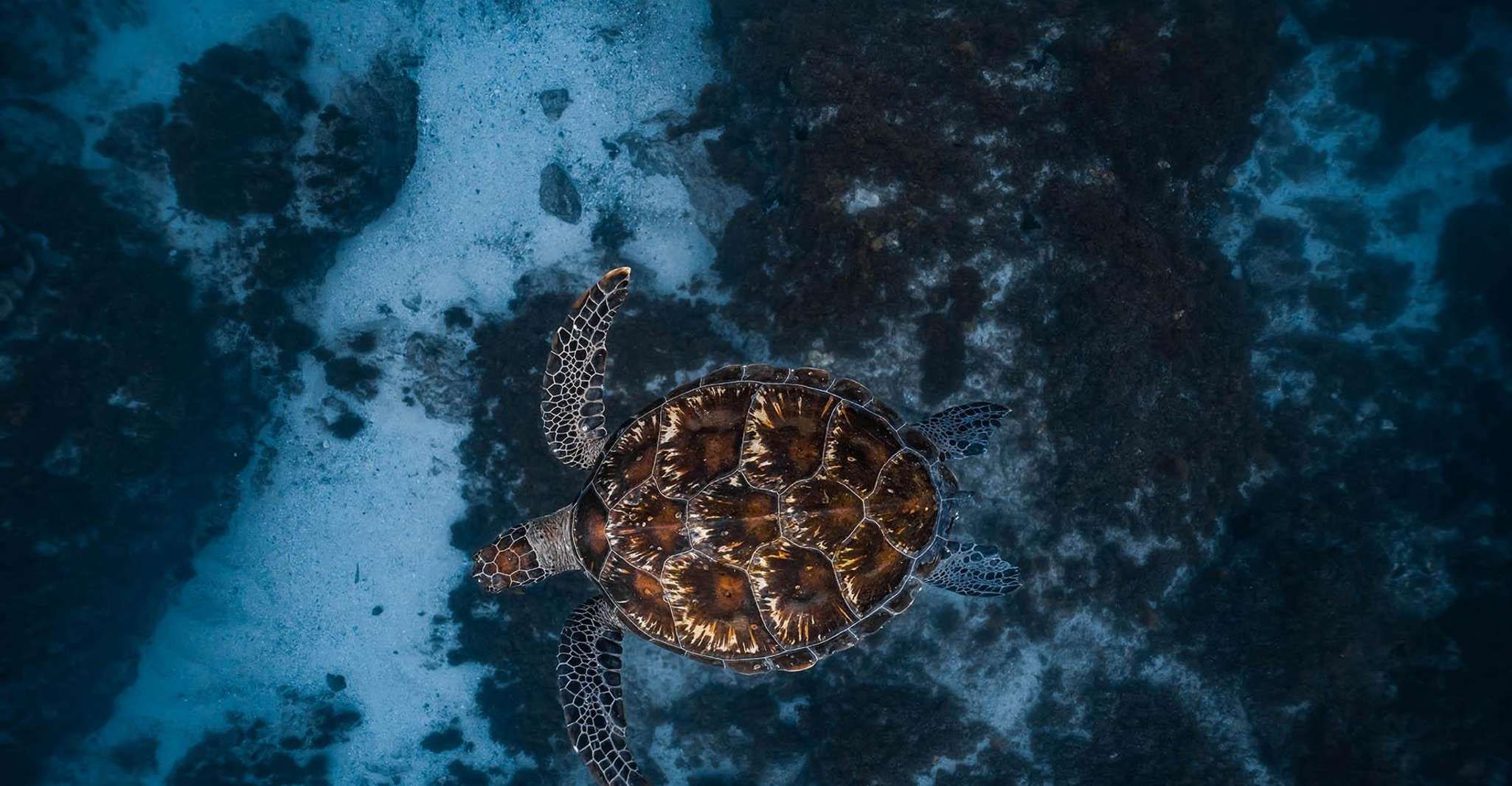 Byron Bay: Snorkeling Tour at Julian Rocks, Nguthungulli photo 3