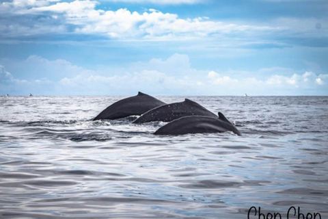 Whale Watching At The Sea of Cortez