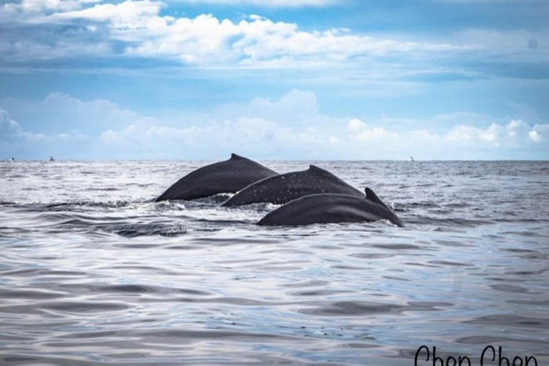 Whale Watching At The Sea of Cortez