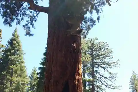 Mariposa Grove of Giant Sequoias and Wawona Small Group Tour