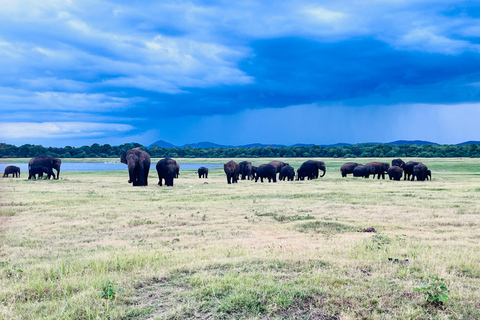 Parque Nacional de Minneriya : Safari en Jeep con entradas