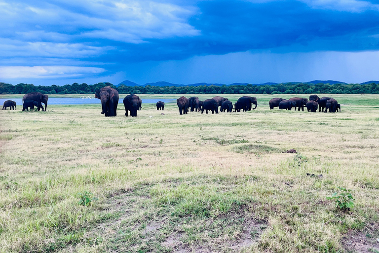 Parque Nacional de Minneriya : Safari en Jeep con entradas