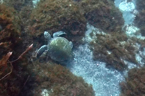 Pico Island: Guided Shore Diving for Certified Divers