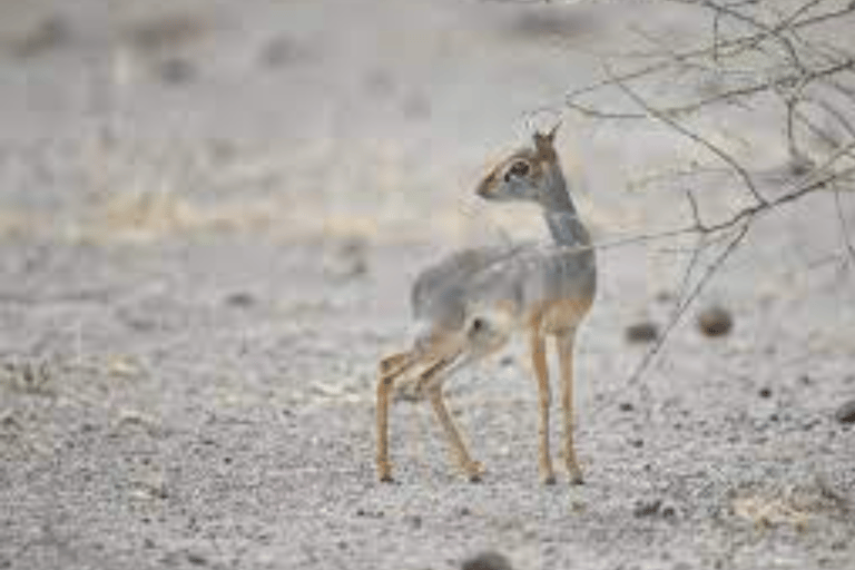 Äthiopien: 10-tägige Wildtier-Fototour mit Flügen