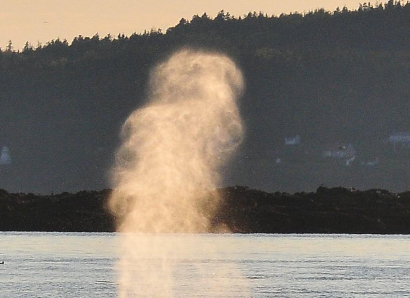 Fra Saint John: Hvalsafari i Saint Andrews