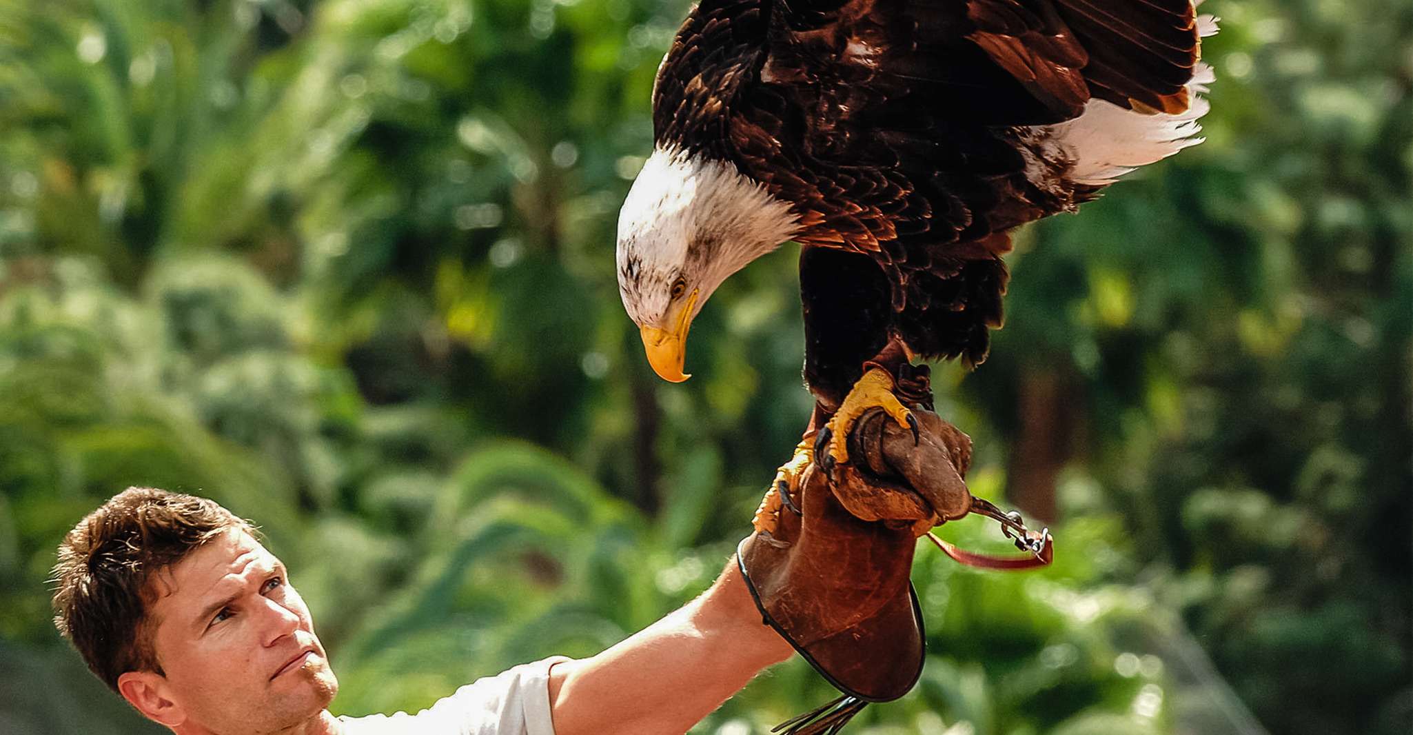 Maspalomas, Palmitos Park Ticket with Dolphin and Bird Shows - Housity