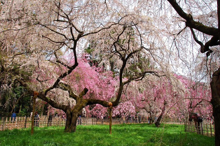 Kyoto: Guided Tea Ceremony, Garden, and Castle Tour Private Tour with Entrance Fees with Meeting Point