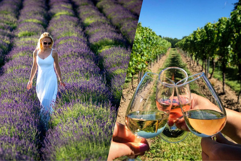 كراكوف: جولة تذوق خاصة في حقول الخزامى وكروم العنب