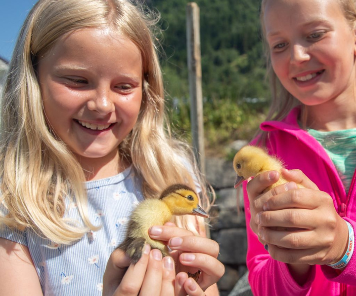 Vik i Sogn: Authentic Farm Visit
