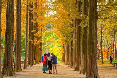 [Private Tour] Nami Island+Morning calm Garden+Petite France