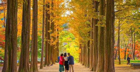 Seoul: Private Tour zur Insel Nami, Garten, Petite France