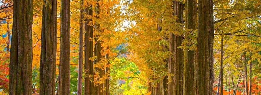 Séoul : île privée de Nami, Jardin du matin calme, Petite France