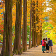 Seoul: Private Tour to Nami Island, Garden, Petite France