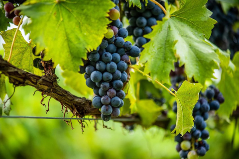 From Tirana: Vineyards, Wine Food Tasting + Lake & Boat Trip