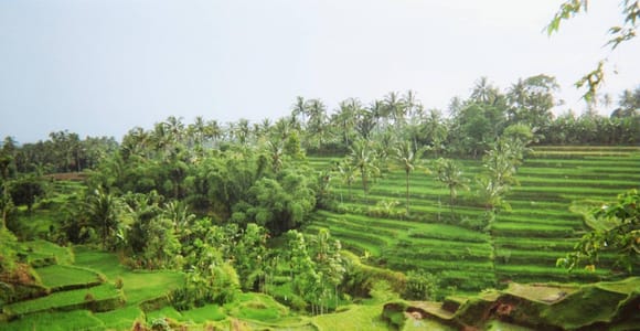 Tetebatu: Rice Terraces, Waterfalls & Monkey Forest Tour