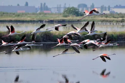 Salina di Cervia: mit dem Boot auf der Suche nach Flamingos
