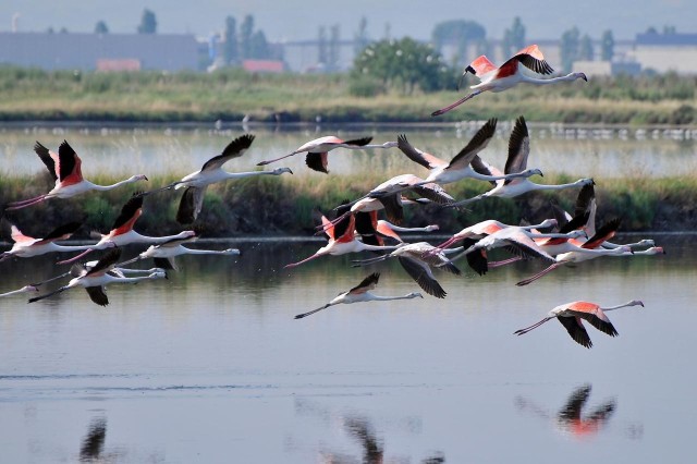 Visit Salina di Cervia by boat in search of flamingos in Rimini, Italy