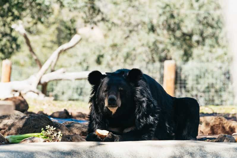 Alpine: Lions Tigers & Bears Animal Sanctuary Guided Visit