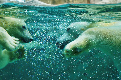 Asahiyama Zoo &amp; Bibai Snow Land Snow Play Experience