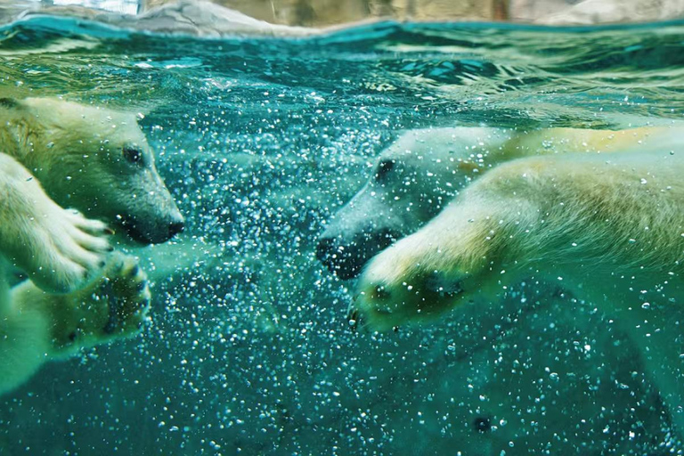 Asahiyama Zoo &amp; Bibai Snow Land Snow Play Experience