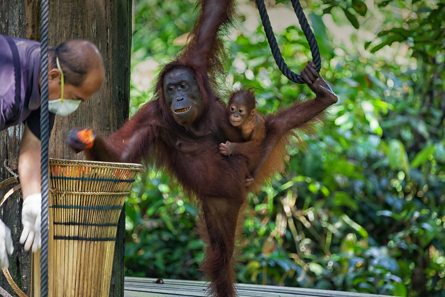 Sandakan: Wildtier-Abenteuertour mit Hotelabholung