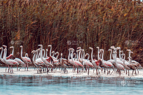 Shirvan Eco-Tour: Gazelles, Birdwatching & Village Lunch Private tour