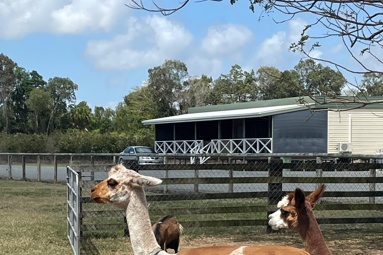 Airlie Beach: Hopper Sightseeing Bus with Lunch