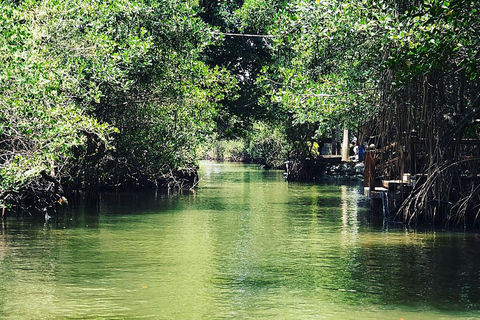 Rio de Janeiro: Ilha da Gigóia Canals and Wildlife Tour