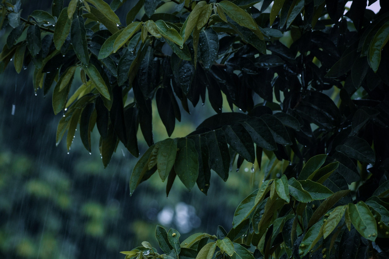 Kathmandu: Monsoon Magic! Eat, Explore, Capture the Rain