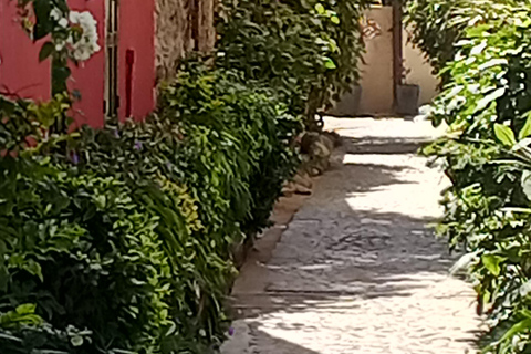 Discover the Hidden Gems of Gorée Island and Dakar in One Day