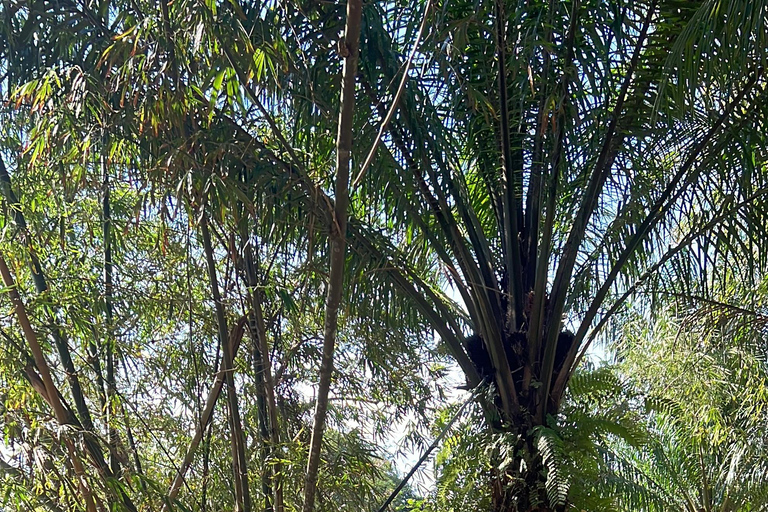 Rafting 5km.+Optional Zipline & ATV(Near Krabi/In Phang Nga) 5 km rafting