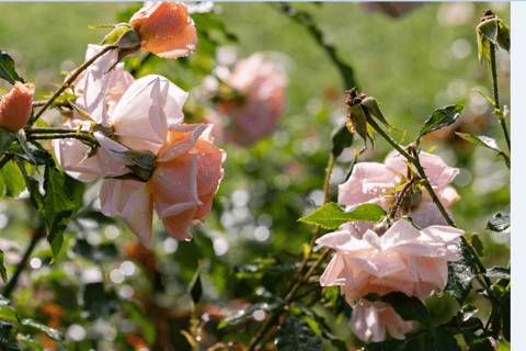 Bad Wörishofen: Rose Garden Tour Normalpreis