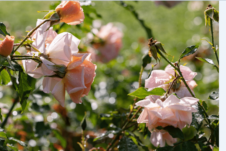 Bad Wörishofen: Rose Garden Tour Normalpreis