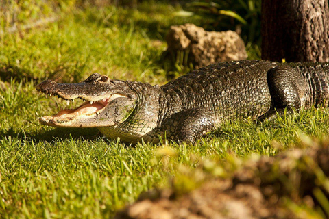 Miami Combo: Everglades Adventure and Sightseeing Tour Combo - Downtown Miami pickup