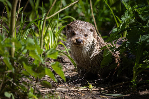 From Berlin: Wildlife Day Trip with Wolves, Lynxes & Otters
