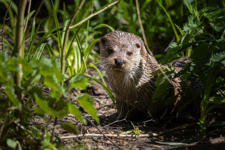 From Berlin: Wildlife Day Trip with Wolves, Lynxes & Otters