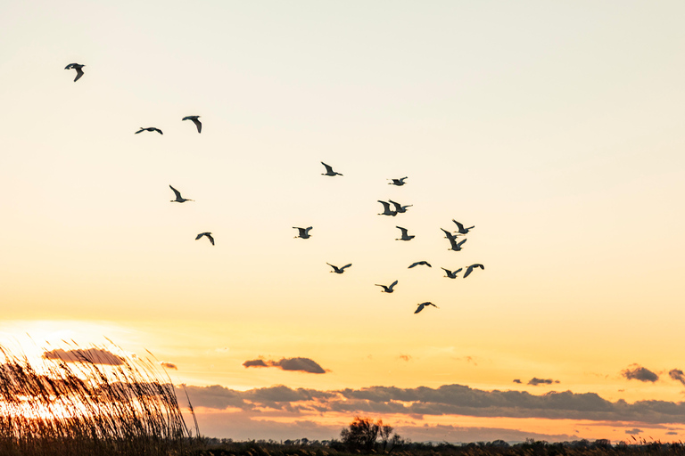 Aigues-Mortes 3H: Discover the secret Camargue in a 4x4 Full-Day