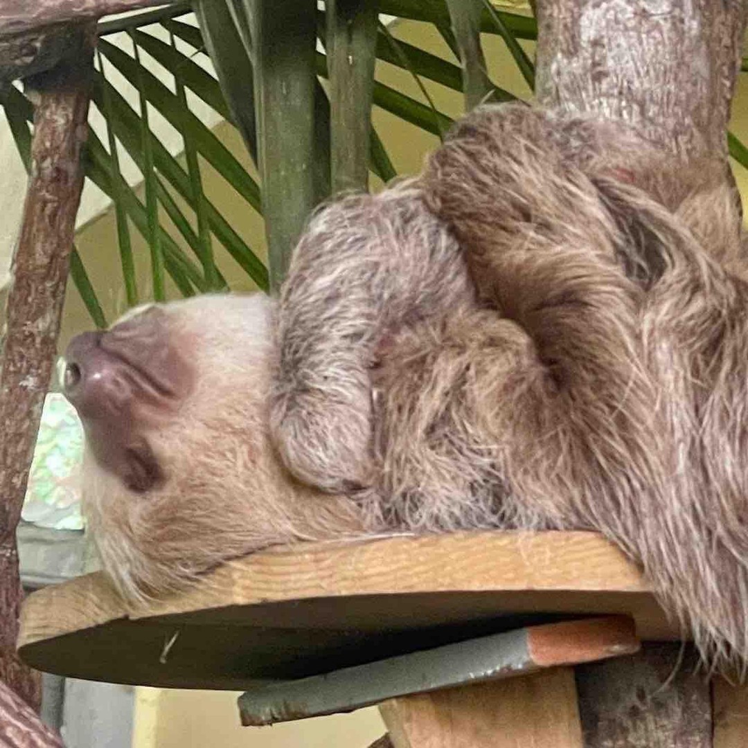 Colagem de mídia