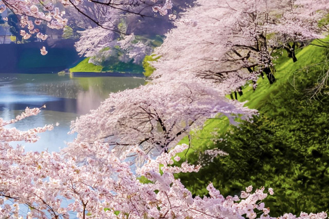 Cherry Blossom Seasonal Special: Classic Tokyo Day Tour Includes beef set meal