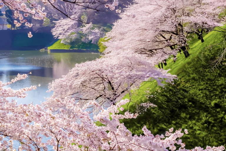 Cherry Blossom Seasonal Special: Classic Tokyo Day Tour Includes beef set meal