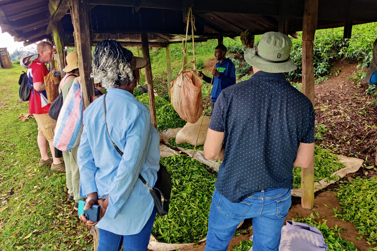 Nairobi: 1-dniowa wycieczka na farmę herbaty Teagoni