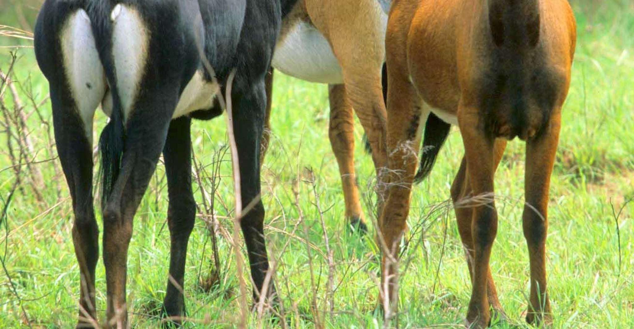 Volledige dag Shimba Hills Tour met Shifoga Nature Trail - Housity