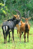 Volledige dag Shimba Hills Tour met Shifoga Nature Trail - Housity