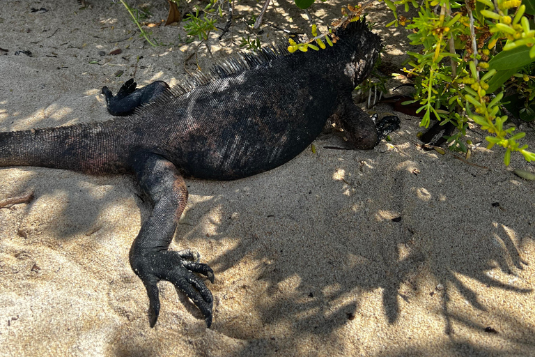 Santa Cruz: Snorkeling Sightseeing Tour at Las Grietas and Playa de los Alemanes