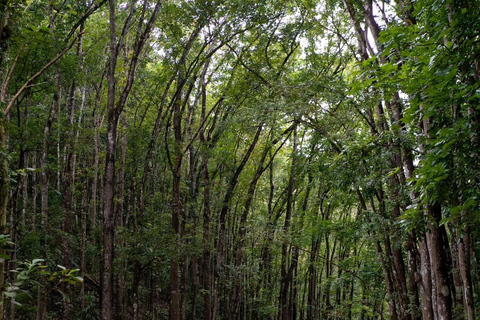 PREMIUM Bohol Countryside Day Tour from Cebu City