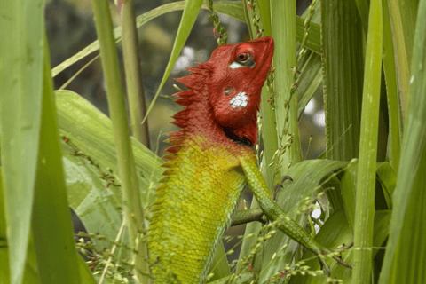 Bentota Village tour By Tuk Tuk